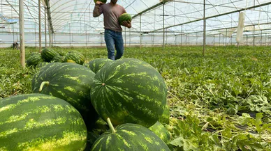 Örtü altı karpuzda hasat zamanı
