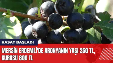Mersin Erdemli'de aronya hasadı! Yaşı 250 TL kurusu 800 TL