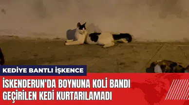 İskenderun'da boynuna koli bandı geçirilen kedi kurtarılamadı