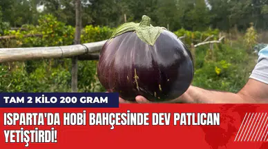 Isparta'da hobi bahçesinde dev patlıcan yetiştirdi!