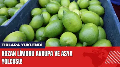 Kozan limonu Avrupa ve Asya yolcusu! Üreticinin yüzü gülüyor