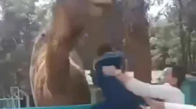 Deveye fazla yaklaşan çocuk az daha canından oluyordu