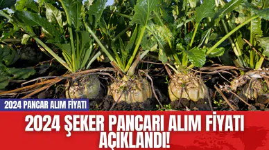 2024 Şeker Pancarı Alım Fiyatı Açıklandı! 2024 Pancar Alım Fiyatı