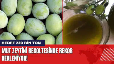 Mut zeytini rekoltesinde rekor bekleniyor: Hedef 220 bin ton