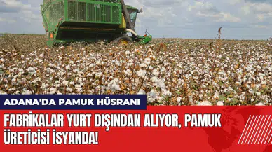 Adana'da pamuk hüsranı Fabrikalar yurt dışından alıyor üretici isyanda