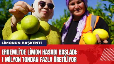 Erdemli'de limon hasadı başladı: 1 milyon tondan fazla üretiliyor