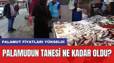 Palamut fiyatları yükseldi: Palamudun tanesi ne kadar oldu?