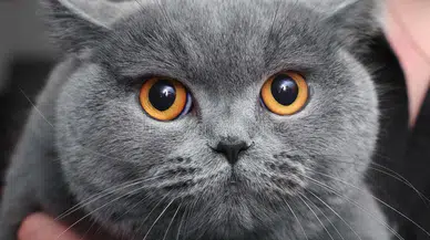 British Shorthair Kedileri En Çok Neyi Sever? Detaylı Rehber