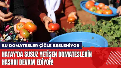 Hatay'da susuz yetişen domates hasadı! Bu domatesler çiğle besleniyor