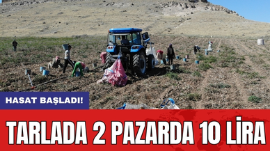 Hasat başladı: Tarlada 2 pazarda 10 lira
