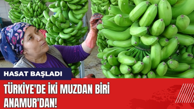 Türkiye'de İki Muzdan Biri Anamur'dan! Hasat Başladı