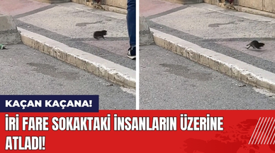 İri Fare Sokaktaki İnsanların Üzerine Atladı