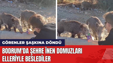 Bodrum'da Şehre İnen Domuzları Elleriyle Beslediler