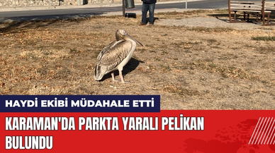 Karaman'da Parkta Yaralı Pelikan Bulundu