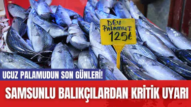 Ucuz Palamudun Son Günleri! Samsunlu Balıkçılardan Kritik Uyarı