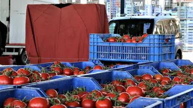 Sebze fiyatları yükselmeye devam ediyor! Domates üretiminin artması fiyatlara olumlu yansıdı