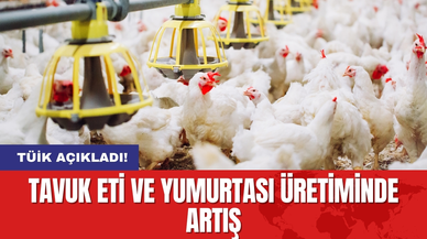 TÜİK Açıkladı: Tavuk Eti ve Yumurtası Üretiminde Artış