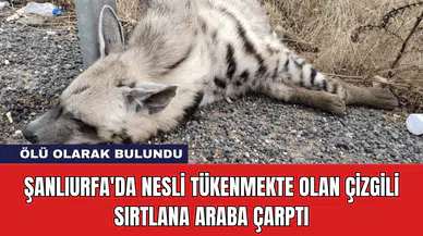 Şanlıurfa'da Nesli Tükenmekte Olan Çizgili Sırtlana Araba Çarptı