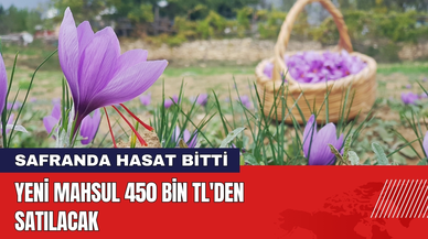 Safranda Hasat Bitti! Yeni Mahsul 450 Bin TL'den Satılacak