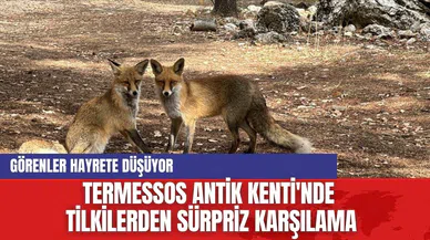 Termessos Antik Kenti'nde Ziyaretçilere Tilkilerden Sürpriz Karşılama