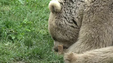 Artık ekmeğin iyisini de ayılar yiyor