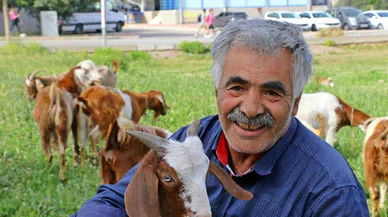 MEDENİ KEÇİLER KENT MEYDANINDA OTLUYOR