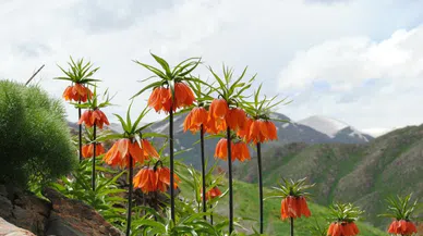 koruma altındaki ters laleler çiçek açtı