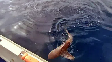  Amatör balıkçının köpek balığı kabusu