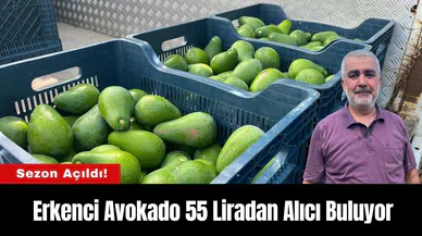 Alanya'da Erkenci Avokado Sezonu Açıldı! 55 Liradan Alıcı Buluyor