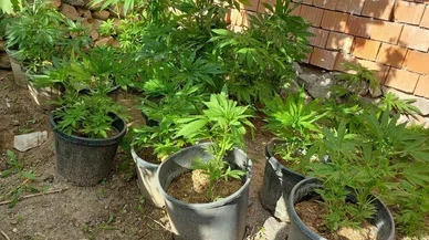 Evinin bahçesinde saksılarda kenevir yetiştiren şüpheli tutuklandı