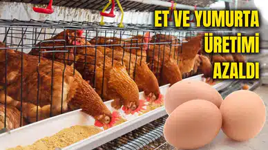Yumurta Üretimi Yıllık Bazda Geriledi