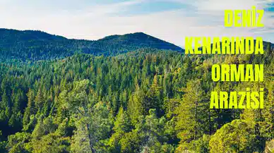 Samsun ve Zonguldak'ta Ormanlar Yatırım İçin Feda Edildi