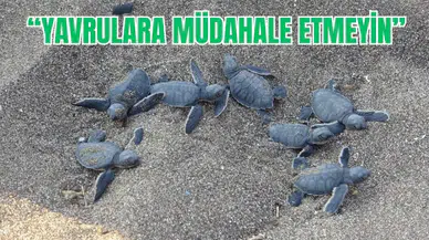 Mersin’de Nesli Tehlikede Olan Kaplumbağalardan Sevindirici Haber!