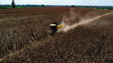 Adana’da Mısır Ekim Alanı Arttı Sıcak Hava Verimi Düşürdü
