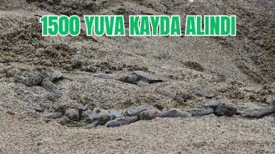Hatay’da Binlerce Kaplumbağa Yavrusu Akdeniz’e Akın Etti