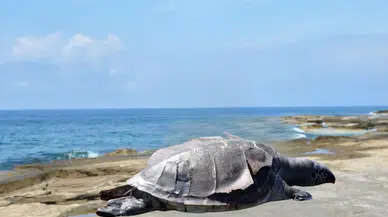 Gazipaşa Koru Sahili’nde Caretta Caretta Kıyıya Vurdu