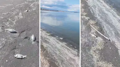 Eğirdir Gölü'nde Çevre Felaketi: Ölü Balıklar Karaya Vurdu