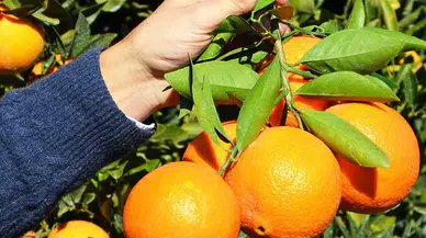 Finike Portakalı Dünyaya Açılıyor