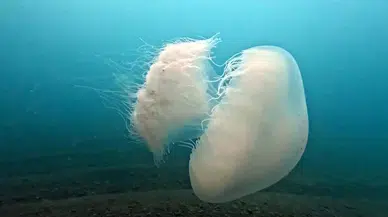Antalya'nın Dev Misafirleri Veda Ediyor