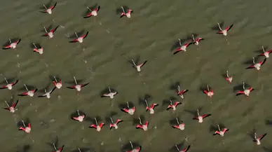 Burdur Yarışlı Gölü'nde Flamingo Şöleni