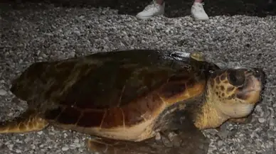 Konyaaltı’nda Gece Sürprizi: Dev Caretta Caretta Tatilcileri Şaşırttı