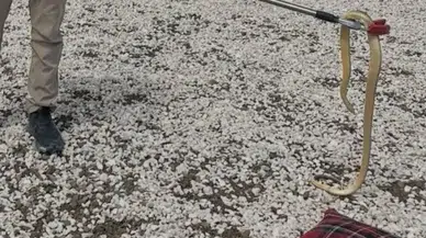 Burdur'da Korkutan Misafir: Eve Giren Hazer Yılanı Doğaya Salındı