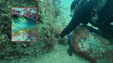 Antalya'da Anne Ahtapotun Fedakarlığı Görüntülendi