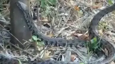 Adana’da Sıcaklıklarla Birlikte Ortaya Çıktılar: VHO Başkanı Uyardı