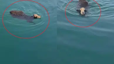 İskenderun'da Gemiden Kaçan Angus Denizde Yüzdü! O Anlar Kamerada