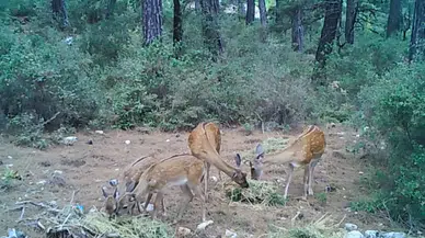 Alageyik Ailesinin Yemek Saati! Yeni Yuvaları Kovada Gölü'nden İlk Görüntüler