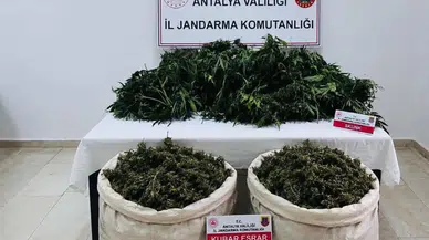 Serik'te Uyuşturucu Bahçesi Bulundu: 11 Kilo Esrar, 200 Kök Kenevir İmha Edilecek