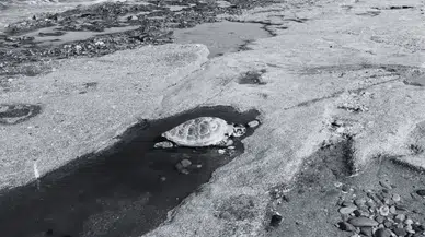 Alanya Sahillerinde Üzücü Manzara! 2 Caretta Caretta Ölü Bulundu