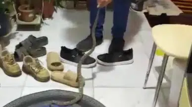 Kumluca’da Evine Girmek Üzere Olan Yılanı Uyarıp Doğaya Bıraktı