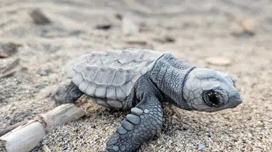 Belek'te Caretta Heyecanı: 5 Bin Yavru Mavi Sulara Ulaştı!